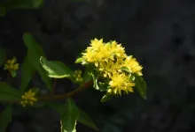 JP Morgan bringt ersten tokenisierten Geldmarktfonds auf Ethereum