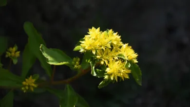 JP Morgan bringt ersten tokenisierten Geldmarktfonds auf Ethereum