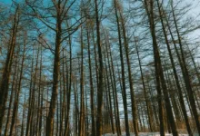 Währungsreserven im Wandel: Dollar verliert an Boden