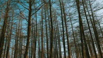 Währungsreserven im Wandel: Dollar verliert an Boden