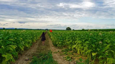 Die besten Online Casinos für Spielautomaten im Dezember 2025