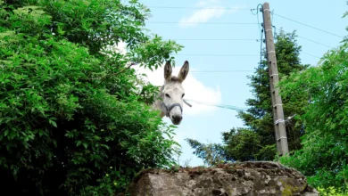 Starker Anstieg bei MYX und PEPE: Krypto-Trend beobachtet