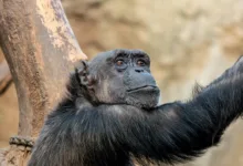 Sentient zeigt Stärke trotz Marktunsicherheiten in der Krypto-Welt