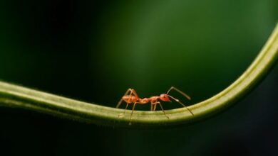 Die Zukunft der Krypto-Investitionen: LiquidChain im Fokus