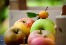 Unterschiede zwischen Bitcoin-Fonds und Krypto-ETFs verstehen