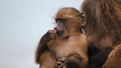 Kursprognose zu Bitcoin: Hoffnung auf den Jahresstart 2026