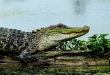 XRP: Aufbruchsstimmung oder gefährliche Illusion?