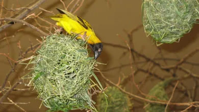 Tether baut Bitcoin-Reserve aus und stärkt Marktposition