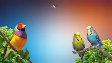 Zug erhält neues Institut für Blockchain-Forschung