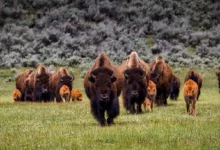 BISON über eine Million Nutzer: Ein Schritt zur Marktführerschaft