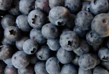 Blueberry Broker 2026: Ein Leitfaden für lokale Trader