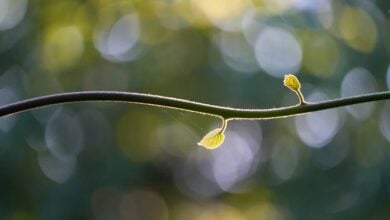 XRP-ETFs im Fokus: Hohe Zuflüsse trotz wachsender Kritik