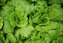 Wachstum und Compliance: Chancen im digitalen Asset-Markt