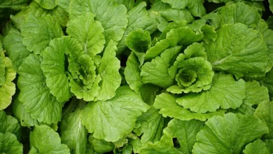 Wachstum und Compliance: Chancen im digitalen Asset-Markt