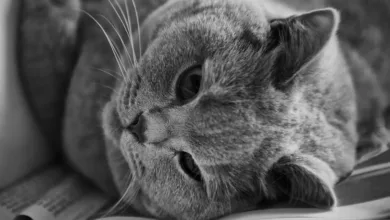 Valour startet Krypto-ETPs für britische Anleger in London