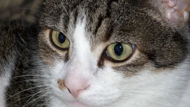 XRP im Aufwind: Kursgewinne und steigendes Interesse