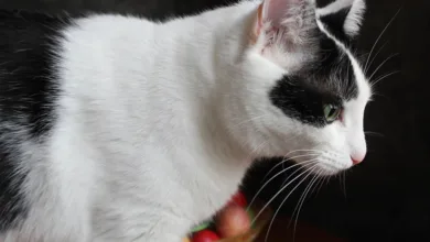 Bitcoin im Bärenmarkt: Anleger sehen Chancen trotz Risiko