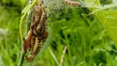 Ethereum Entwicklung: Widerstand am 50-Wochen-EMA in Sicht