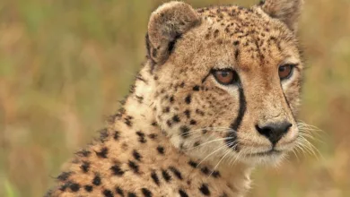 XRP im Aufbruch: Analyst sieht große Veränderungen bevorstehen