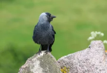 Bitcoin: Volatilität und Chancen im Krypto-Markt beobachten