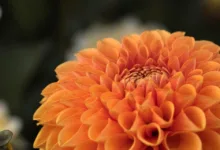 Bitpanda plant Börsengang in Frankfurt für 2026