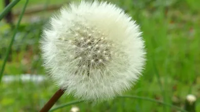 Die überraschende Verteilung der 100 Milliarden XRP im Fokus