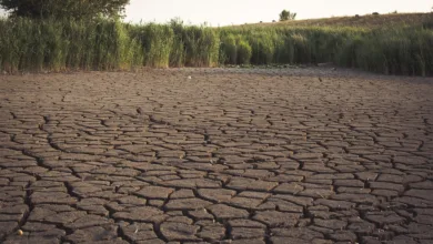 Knappheit und Vertrauen: Bitcoin, Gold und Silber im Vergleich