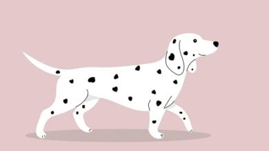 Ethereum unter Druck: Analysten warnen vor Widerstand bei 3.300 USD