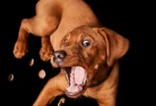 Bitcoin: Rückschlag nach aufregender Woche im Kryptomarkt