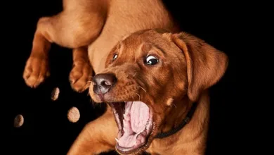 Bitcoin: Rückschlag nach aufregender Woche im Kryptomarkt