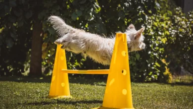 Hürden für die Altcoin Season: Anleger blicken skeptisch auf 2026