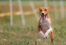 Bitcoin Kurs zeigt bärisches Muster vor US-Notenbank Entscheidung