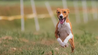 Bitcoin Kurs zeigt bärisches Muster vor US-Notenbank Entscheidung