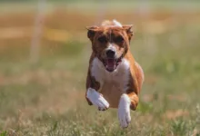 Pi Coin: Stabilität trotz Betrugsfall – Wohin führt der Kurs?