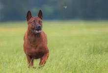 Bitcoin-Kurs auf Kurs zur Erholung – Anleger zeigen Vertrauen