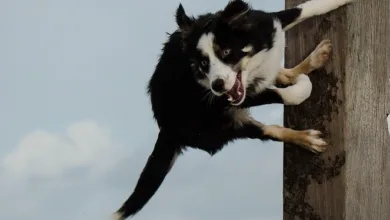 Bitcoin-Kurs springt zurück: Schwankungen und Liquidationen im Fokus