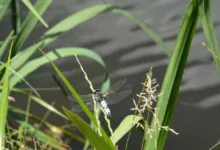 Meinungskämpfe um den CLARITY Act: Coinbase gegen Ripple und Co.