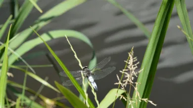 Meinungskämpfe um den CLARITY Act: Coinbase gegen Ripple und Co.