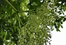 EU kritisiert Elon Musks Grok: Illegale Inhalte im Fokus