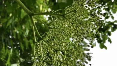 EU kritisiert Elon Musks Grok: Illegale Inhalte im Fokus