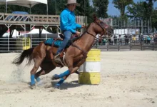 Cardano unter Druck: Anleger meiden Risiko trotz Kursanstieg