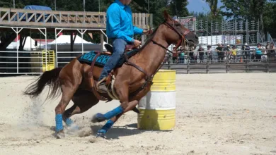 Cardano unter Druck: Anleger meiden Risiko trotz Kursanstieg