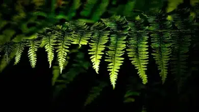 Kryptowährung Sui im Fokus: Kurssturz und Hoffnungen