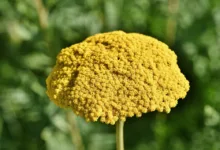 Bitcoin-Risiko: Hohe Volatilität und fallende Märkte im Blick