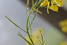 Stellar-Kurs stabilisiert sich: Bullisches Muster entsteht