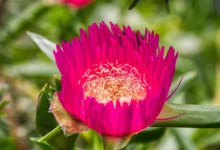 Pump.fun: Neue Regeln für Memecoins auf Solana