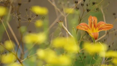 Blockchain-Revolution: NYSE plant digitalen Aktienhandel