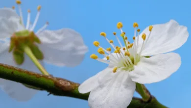 Wachstum und Trends: Die Rolle von Krypto-ETFs in der lokalen Finanzlandschaft