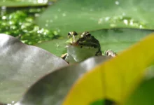 Zcash unter Druck: ECC-Team verlässt Projekt in Krise