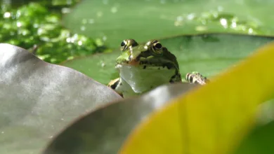 Zcash unter Druck: ECC-Team verlässt Projekt in Krise